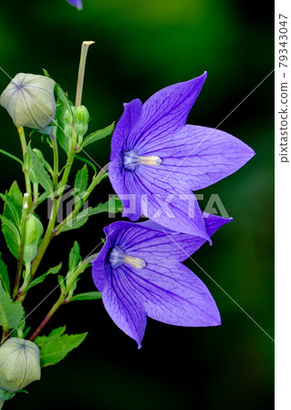 中國桔梗 79343047