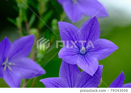 Bellflower Bellflower 79343056