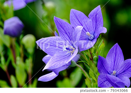 Bellflower Bellflower 79343066
