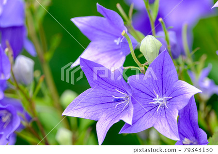 中國桔梗 中國桔梗 79343130