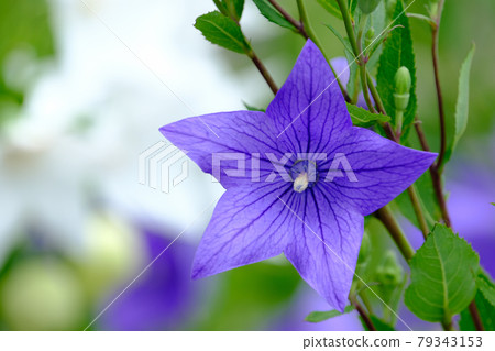 Bellflower Bellflower 79343153