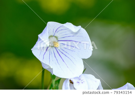 Bellflower Bellflower 79343154