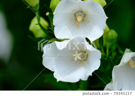 中國桔梗 中國桔梗 79343157