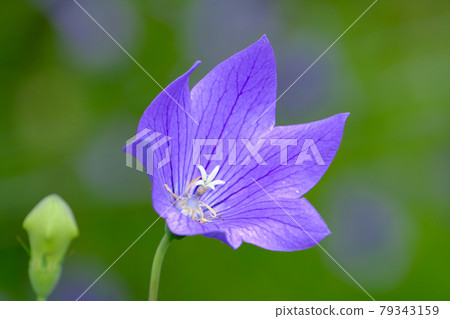 中國桔梗 79343159