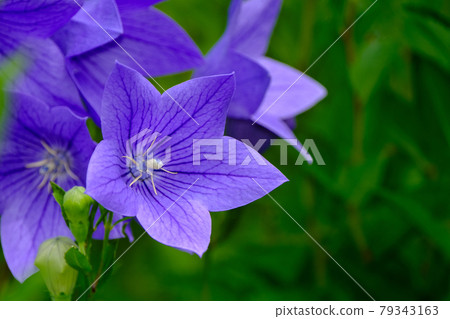 中國桔梗 中國桔梗 79343163