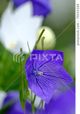 中國桔梗 79343164