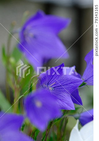 中國桔梗 中國桔梗 79343165