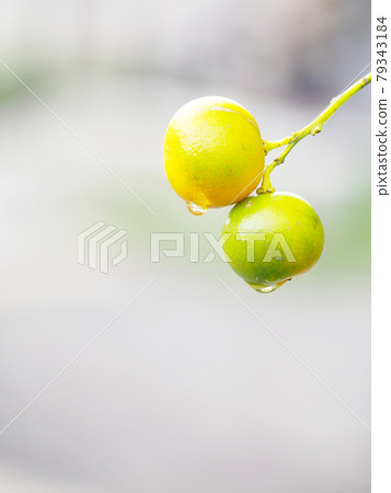 Citrus after the rain 79343184