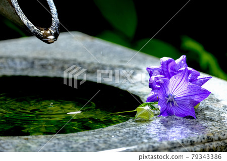 Bellflower 79343386