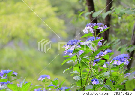 Hydrangea in full bloom blooming on the fresh green of Mt. Hydrangea in full bloom blooming on the fresh green of Mt. 79343429