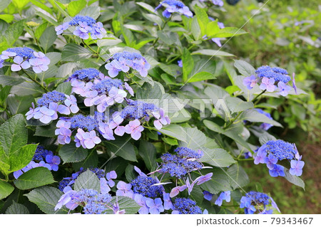 在盛開在山的新鮮綠色的繡球花。 79343467