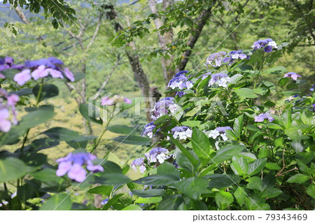 在盛開在山的新鮮綠色的繡球花。 79343469