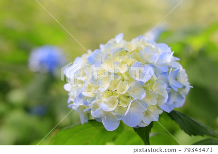 在盛開在山的新鮮綠色的繡球花。 79343471