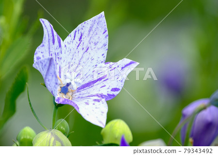 中國桔梗 79343492