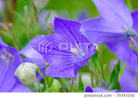 Bellflower Bellflower 79343500