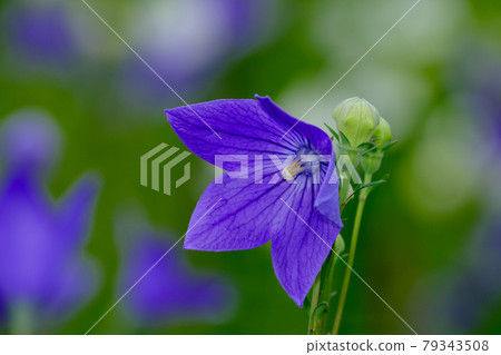 Bellflower Bellflower 79343508