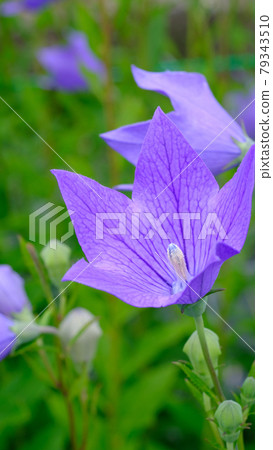 Bellflower Bellflower 79343510