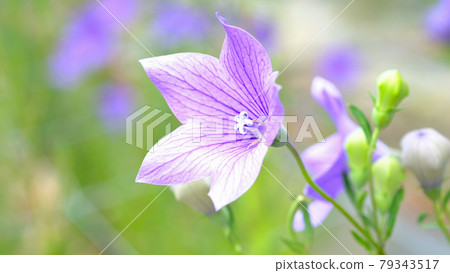 Bellflower Bellflower 79343517