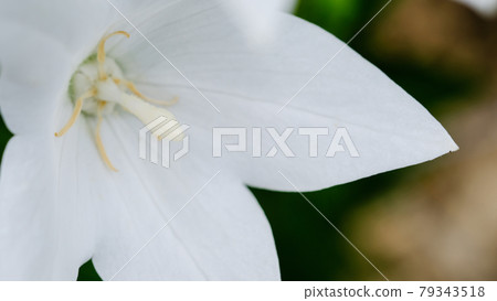 Bellflower Bellflower 79343518