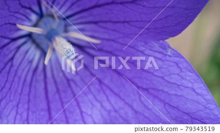 Bellflower Bellflower 79343519