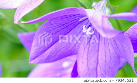 Bellflower 79343521