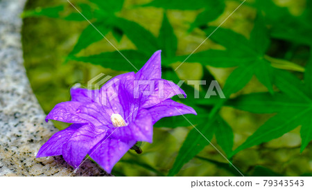 Bellflower 79343543