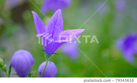 Bellflower 79343618