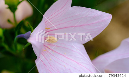 中國桔梗 79343624