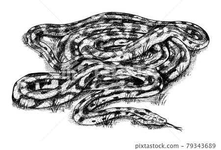 Pythonidae or python. Boinae or boas or boids. Nonvenomous snake Reptilia illustration. Engraved Pythonidae or python. Boinae or boas or boids. Nonvenomous snake Reptilia illustration. Engraved 79343689