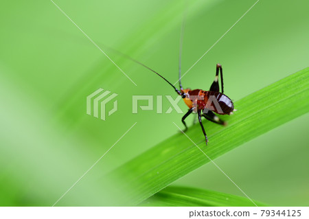 Larva of Sasakiri (Saitama Prefecture / July) 79344125