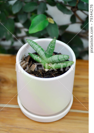 Sansevieria boncellensis, Sansevieria or Queen... - Stock Photo [79344276]  - PIXTA