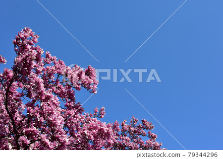 Sunny spring with blooming purple magnolias in full bloom Sunny spring with blooming purple magnolias in full bloom 79344296