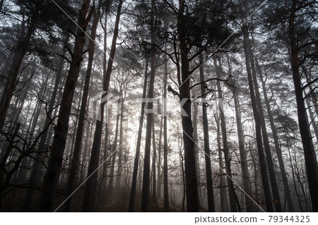 Trees growing in forest in foggy morning Trees growing in forest in foggy morning 79344325
