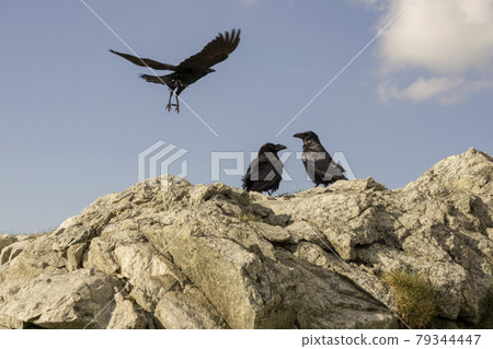 Ravens in the Tatras. Ravens in the Tatras. 79344447