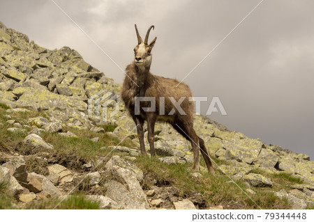 Tatra Chamois ( Rupicapra rupicapra tatrica ). Tatra Chamois ( Rupicapra rupicapra tatrica ). 79344448