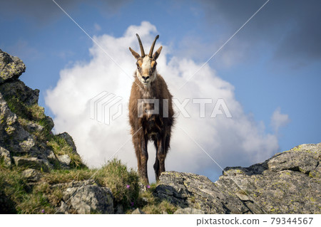 Tatra Chamois ( Rupicapra rupicapra tatrica ). Tatra Chamois ( Rupicapra rupicapra tatrica ). 79344567