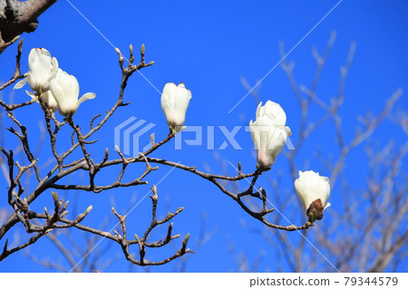 盛開在藍天的玉蘭花 盛開在藍天的玉蘭花 79344579
