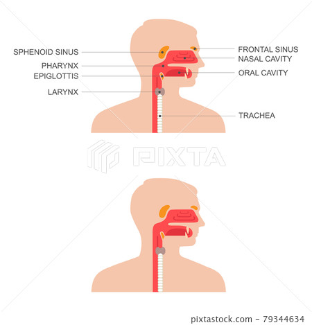 nose throat anatomy 79344634