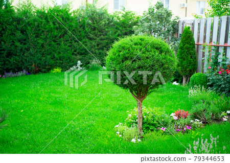 decoratively trimmed tree in the garden in the backyard of the house.  79344653