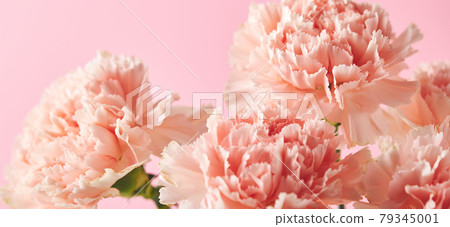 Bouquet of pink carnations. Design concept of holiday greeting with carnation bouquet on pink background 79345001