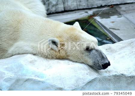 A polar bear resting in a prone position A polar bear resting in a prone position 79345049