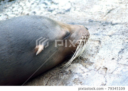 Sleeping California Sea Lion Up 79345109