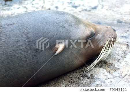 Sleeping California Sea Lion Up 79345111