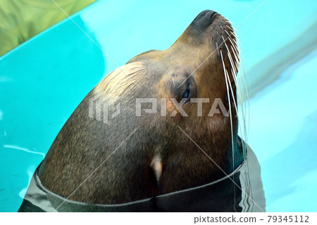 California sea lions face up 79345112