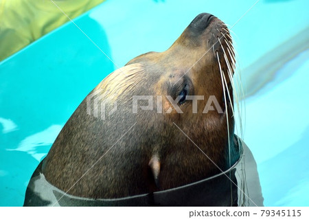 California sea lions face up 79345115