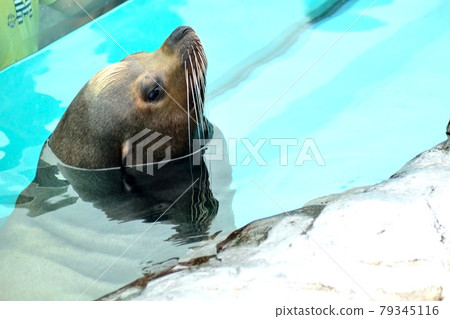 California sea lions face up California sea lions face up 79345116