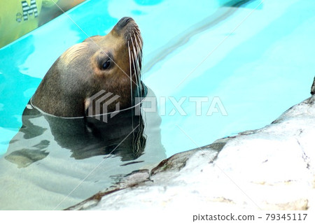 California sea lions face up 79345117