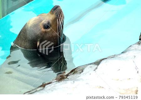 California sea lions face up 79345119