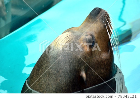 California sea lions face up 79345121