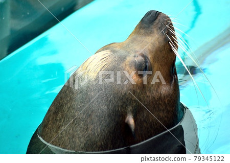 California sea lions face up California sea lions face up 79345122
